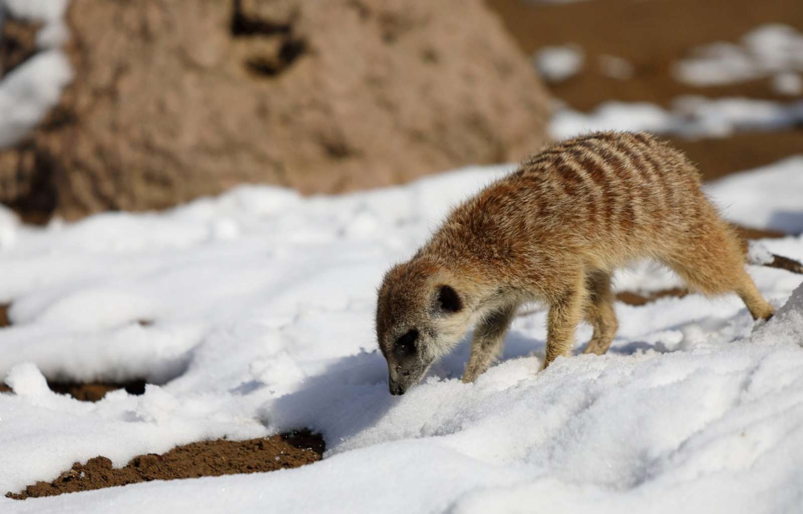 XMAS Weihnachtsevent Erdmännchen XMAS Weihnachtsevent Erdmännchen