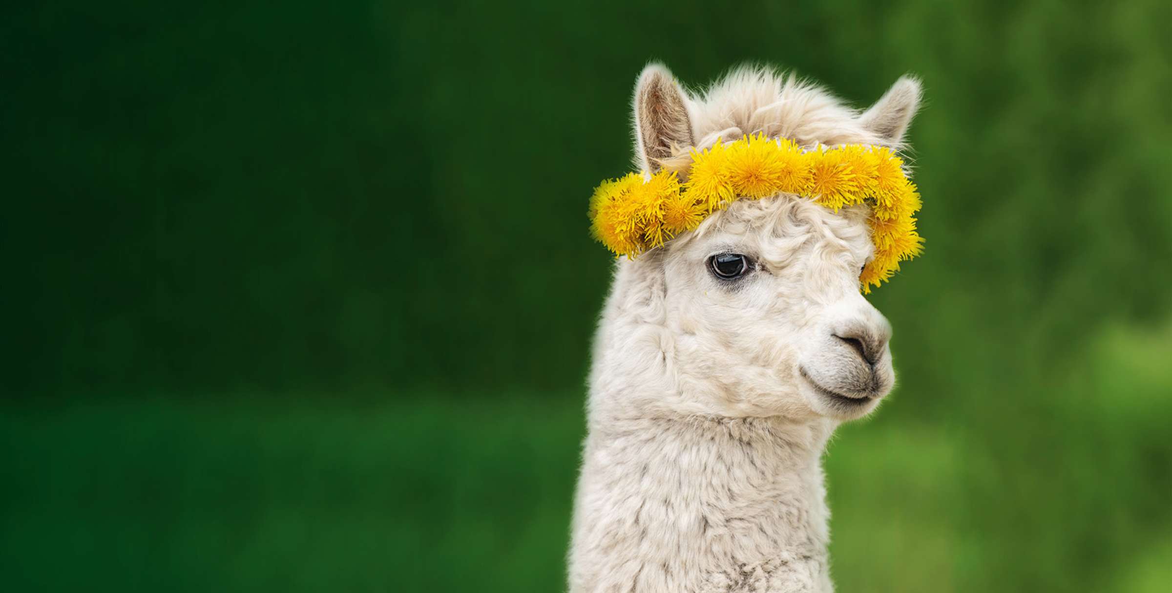 Lama