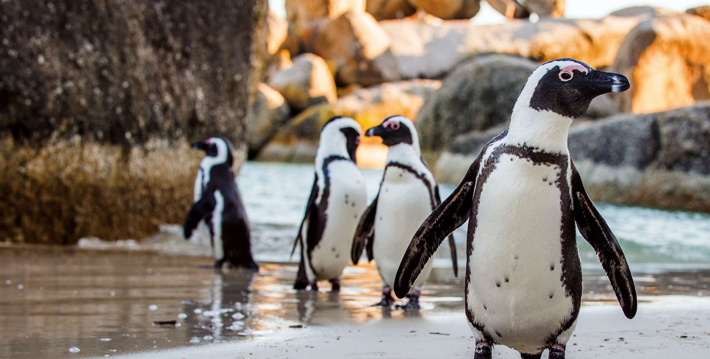 Pinguin